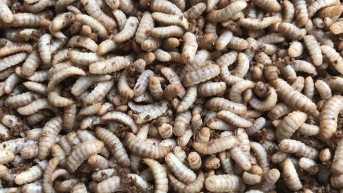 垃圾變廢為寶 黑水虻治理豬場糞污的巨大經(jīng)濟(jì)效益