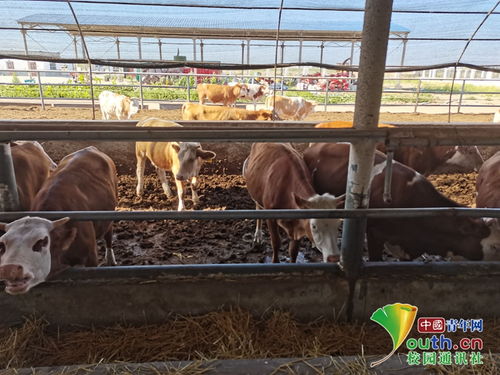 動(dòng)科學(xué)子三下鄉(xiāng) 飼料科技助力養(yǎng)殖，青春服務(wù)三農(nóng)實(shí)踐