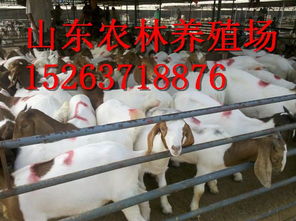 飼料科 現(xiàn)代養(yǎng)殖業(yè)的核心支撐