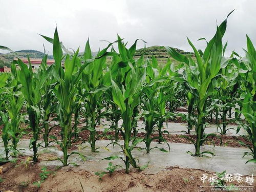飼料玉米種植助力張家川縣馬鹿鎮(zhèn)畜牧養(yǎng)殖業(yè)發(fā)展